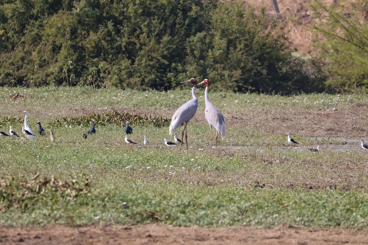 Gray-headed Swamphen - ML630117995