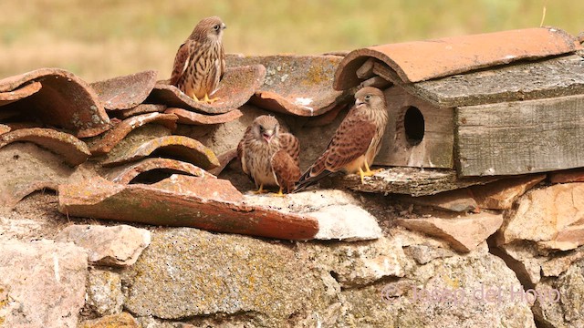 Lesser Kestrel - ML630118057