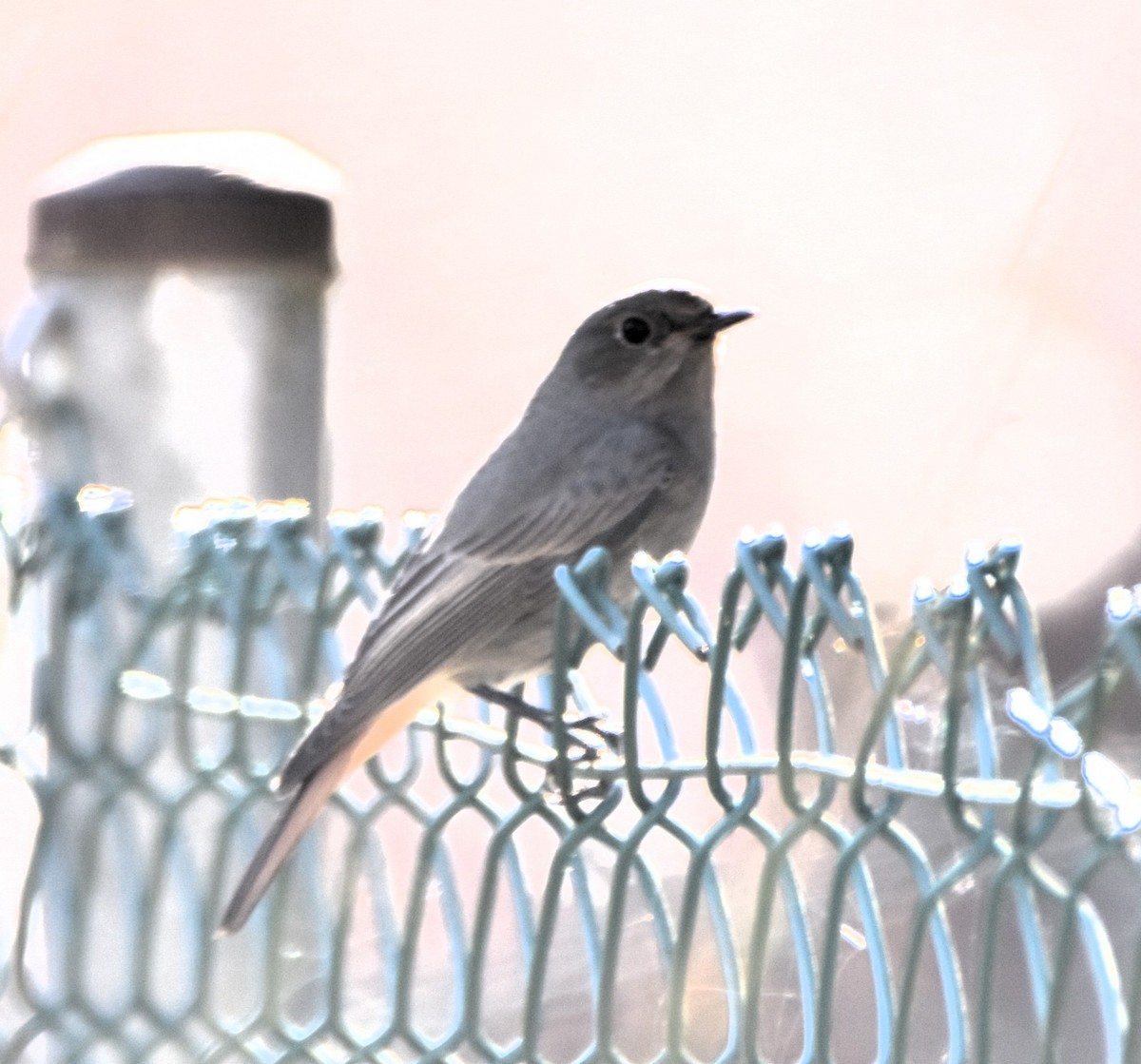 Black Redstart - ML630118235