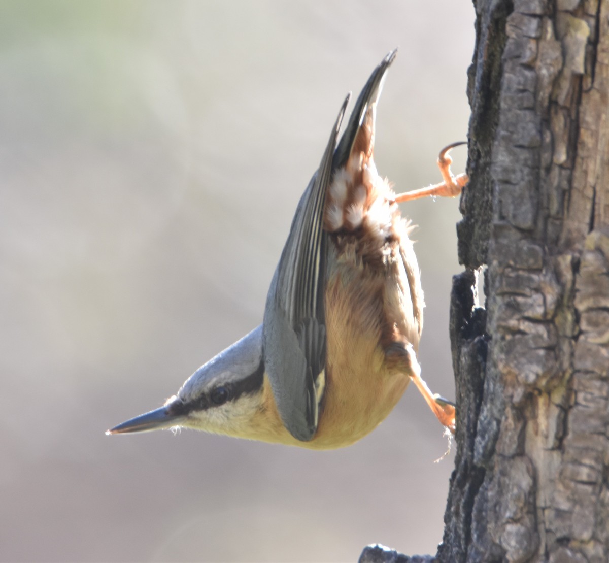 Eurasian Nuthatch - ML630118241
