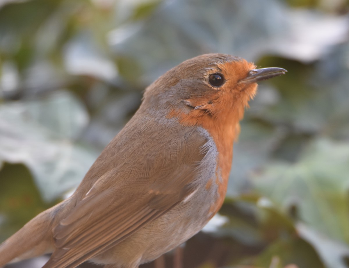 European Robin - ML630118261