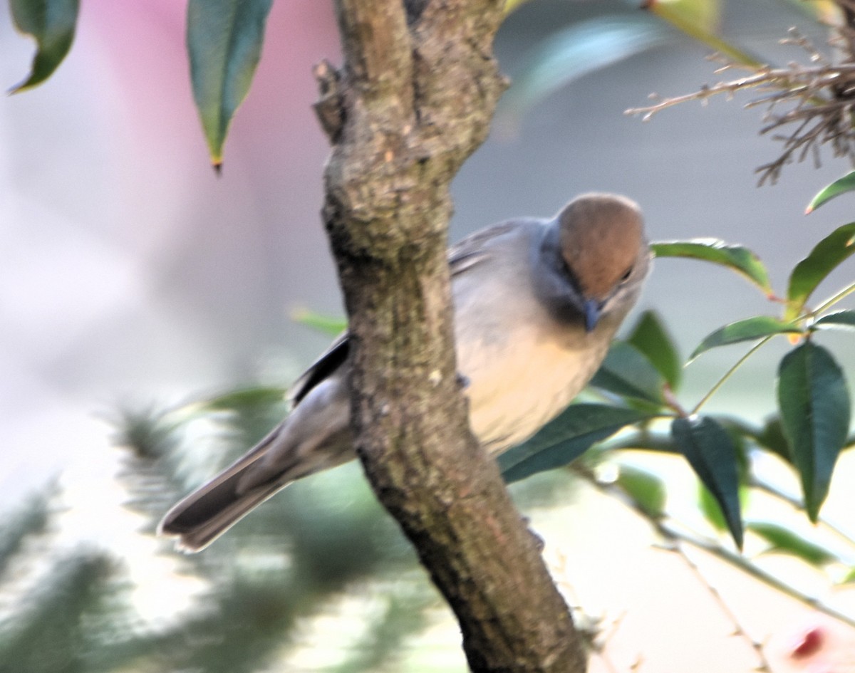 Eurasian Blackcap - ML630118279