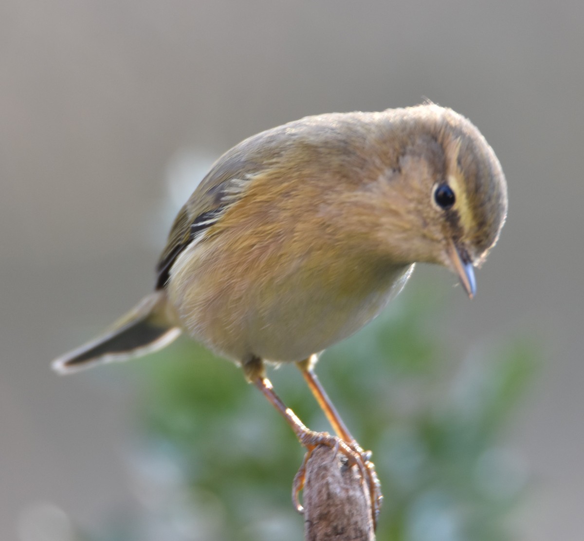Common Chiffchaff - ML630118287