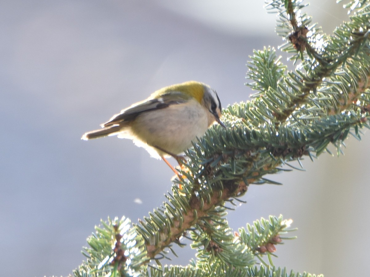 Common Firecrest - ML630118292