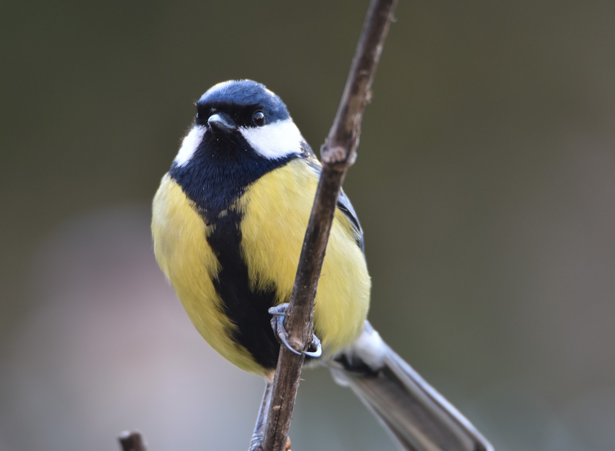Great Tit - ML630118301
