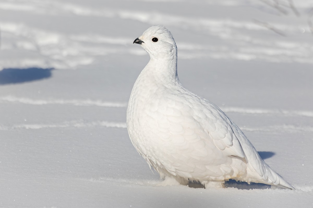 Willow Ptarmigan - ML630118311