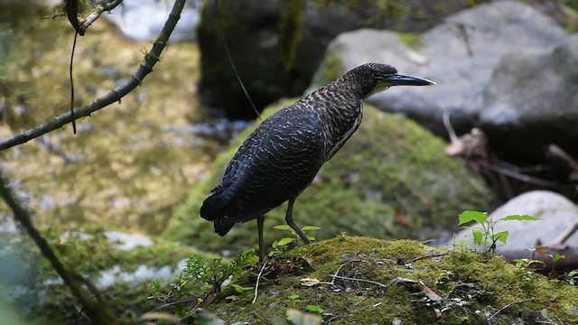 Fasciated Tiger-Heron - ML630118351
