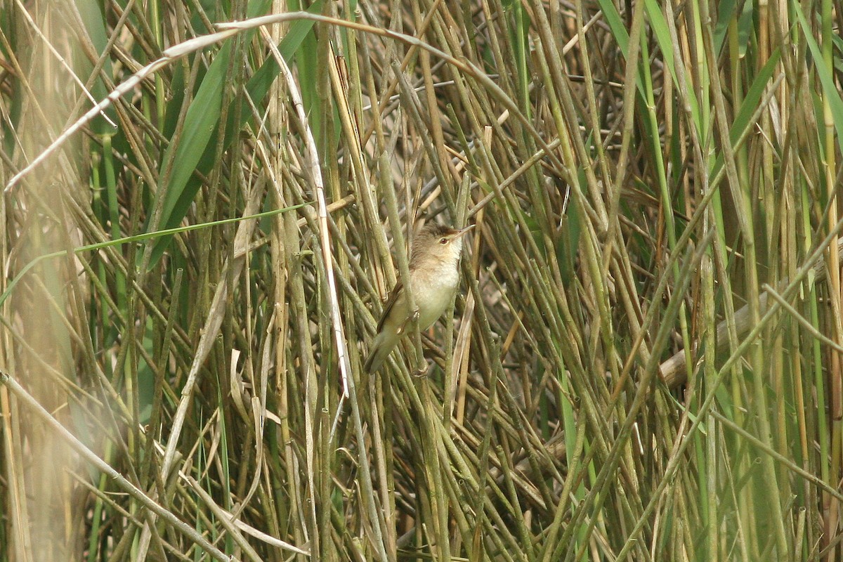 Common Reed Warbler - ML630118440