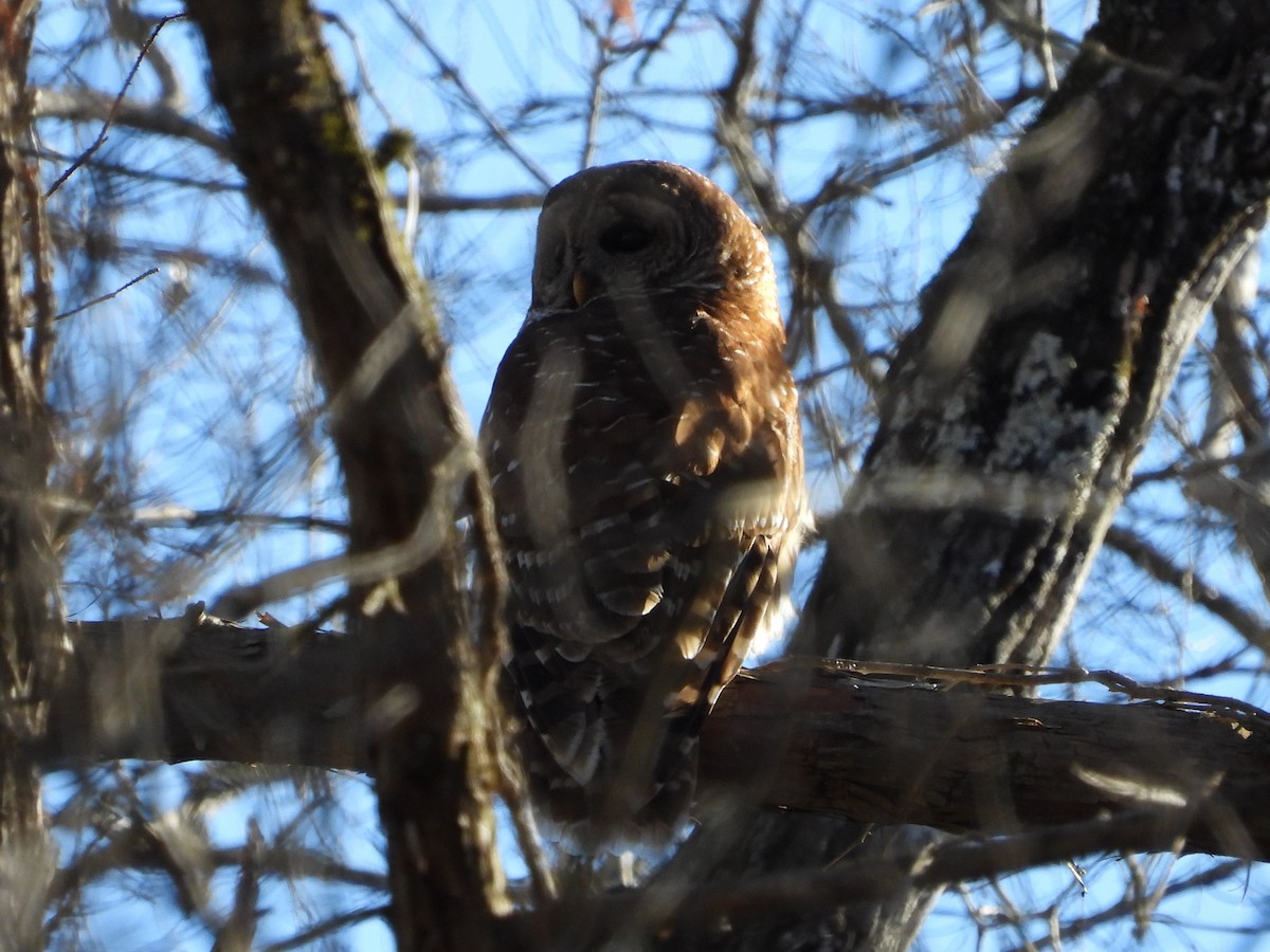 Barred Owl - ML630118467