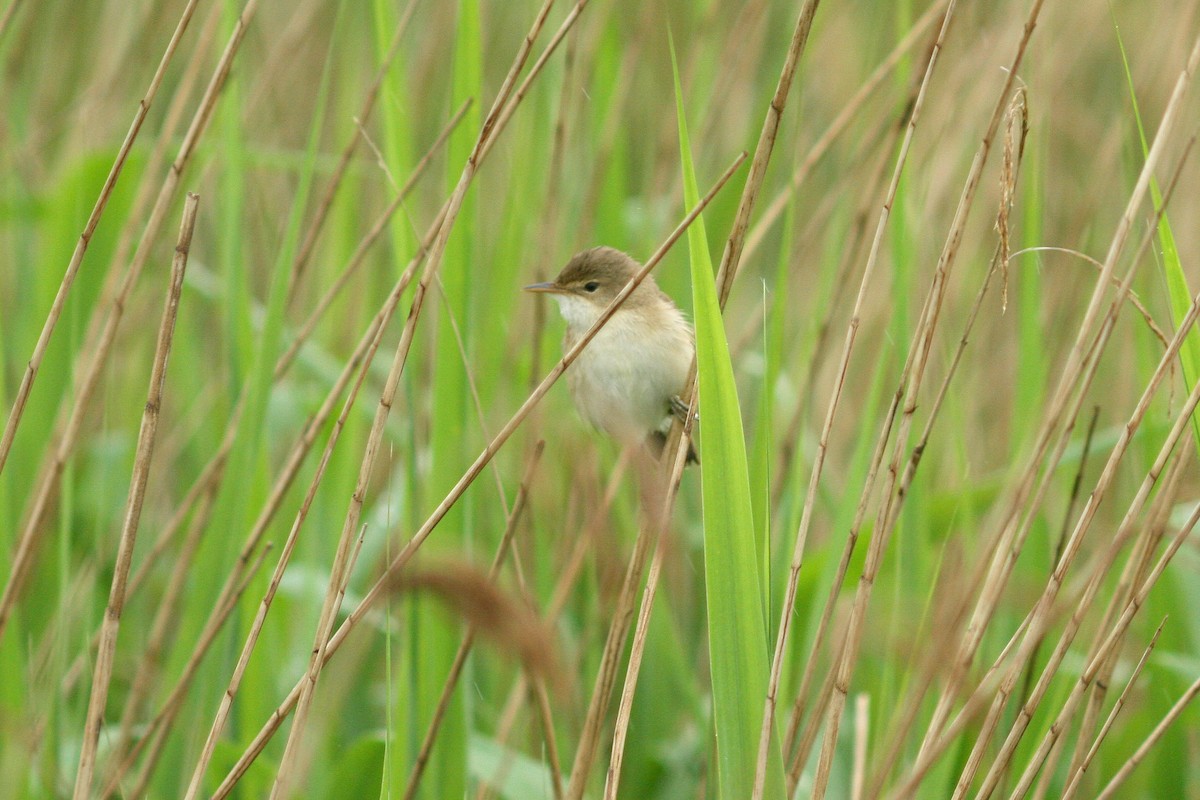 Common Reed Warbler - ML630118486