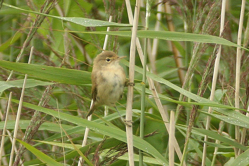 Common Reed Warbler - ML630118546