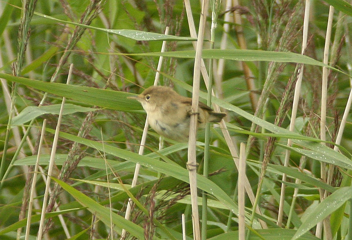 Common Reed Warbler - ML630118547