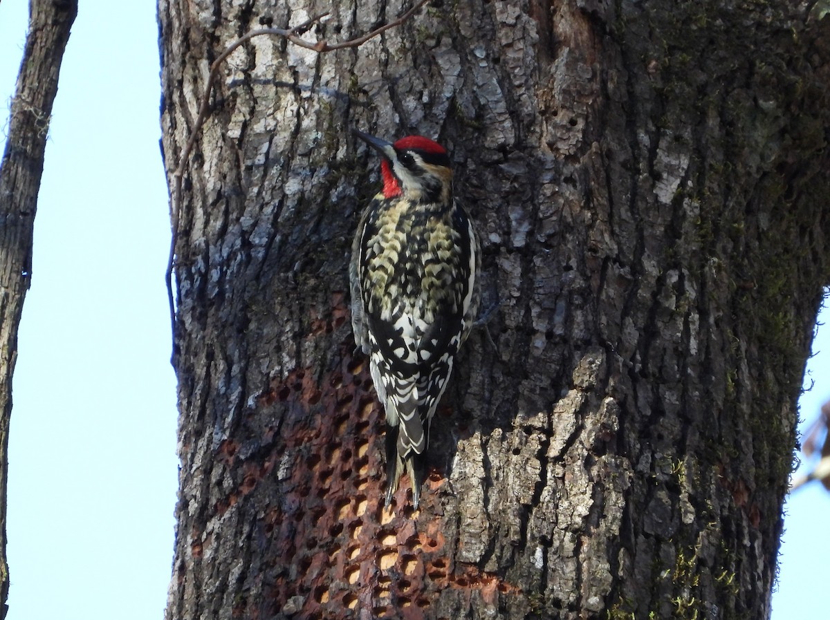 Yellow-bellied Sapsucker - ML630118564