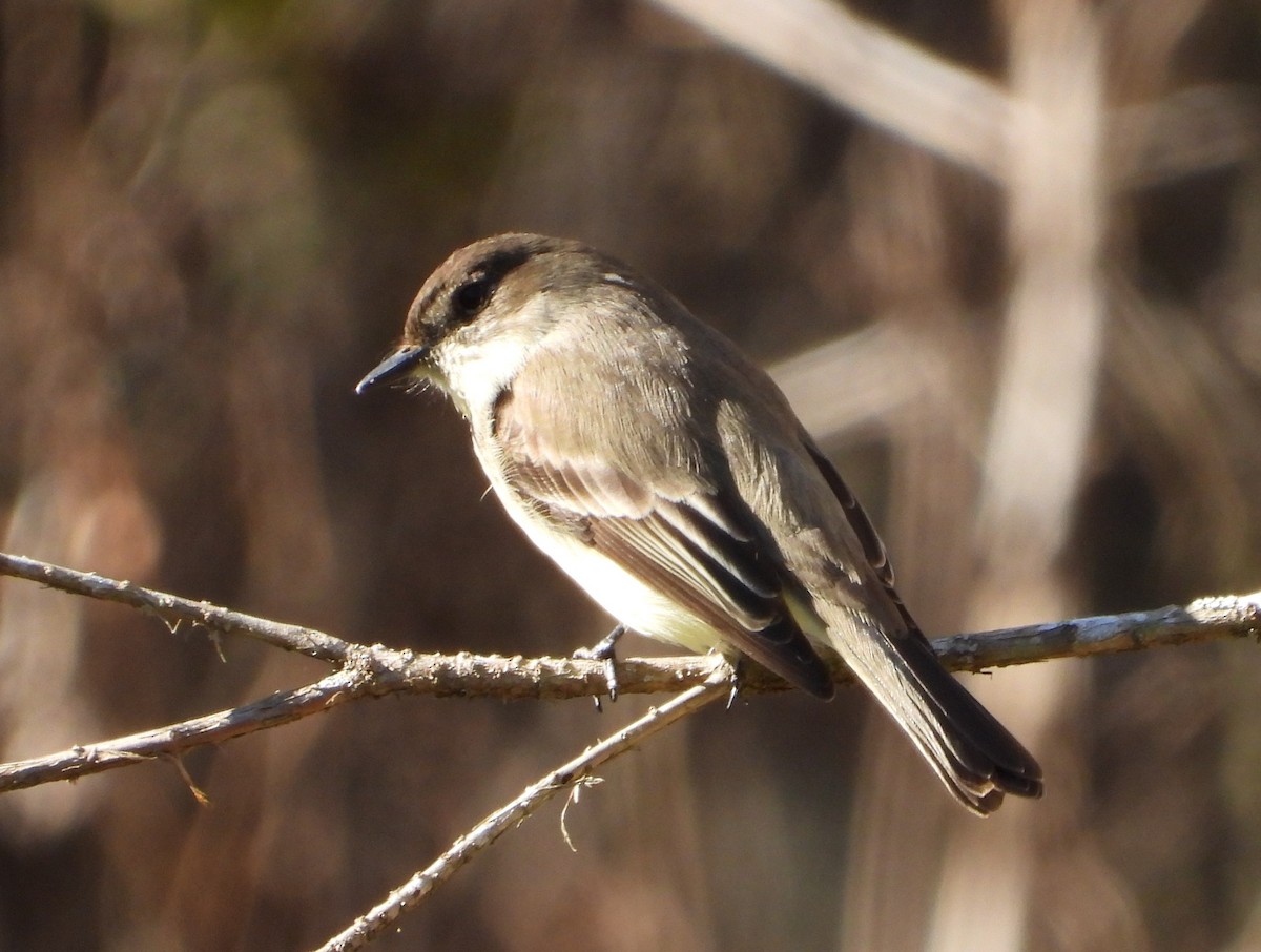Eastern Phoebe - ML630118587