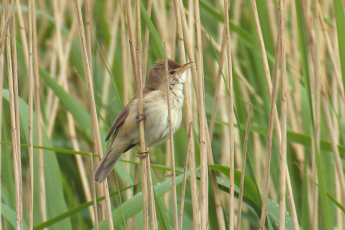 Common Reed Warbler - ML630118600