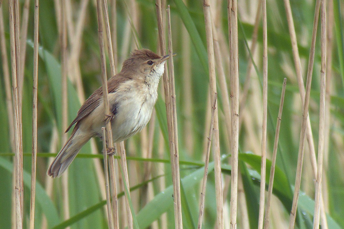 Common Reed Warbler - ML630118601