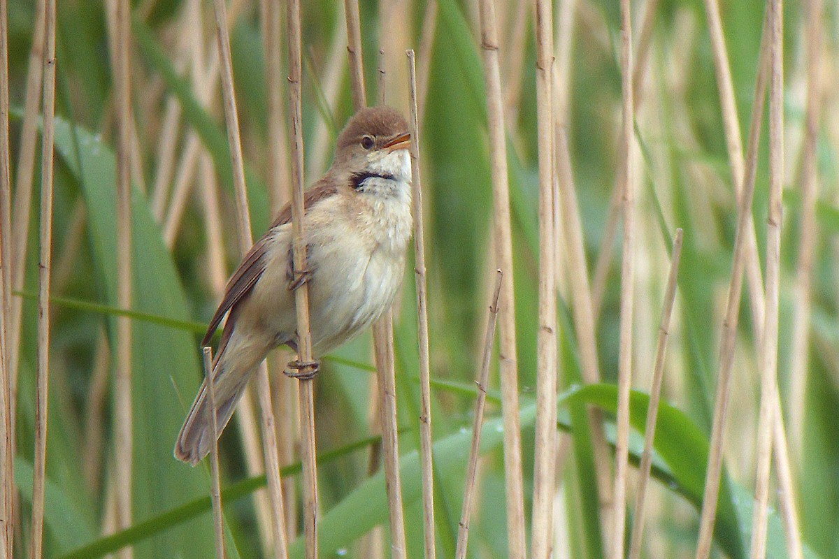 Common Reed Warbler - ML630118602