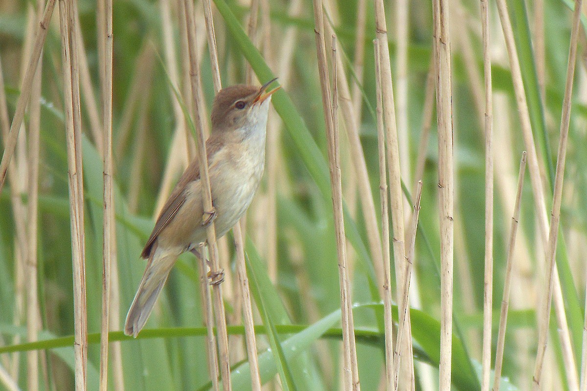 Common Reed Warbler - ML630118603