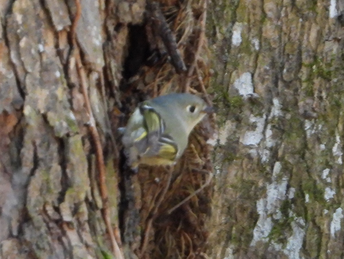 Ruby-crowned Kinglet - ML630118617