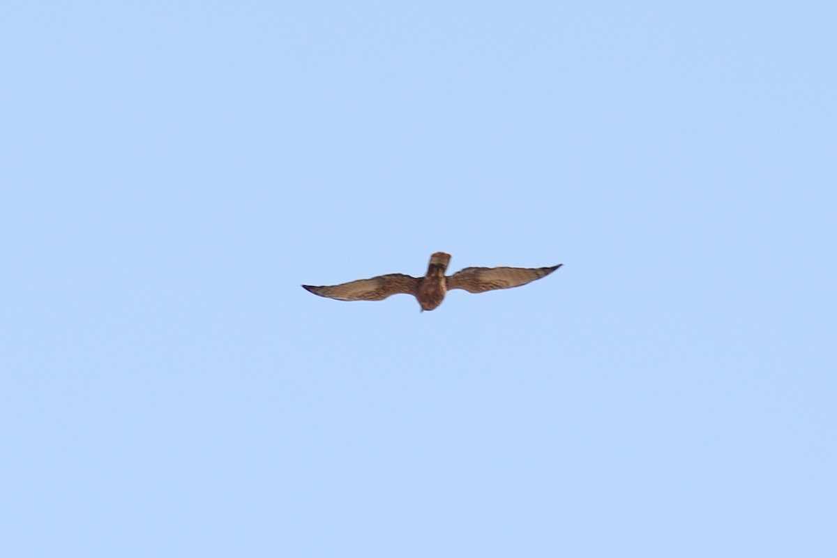 Eastern Marsh Harrier - ML630118630