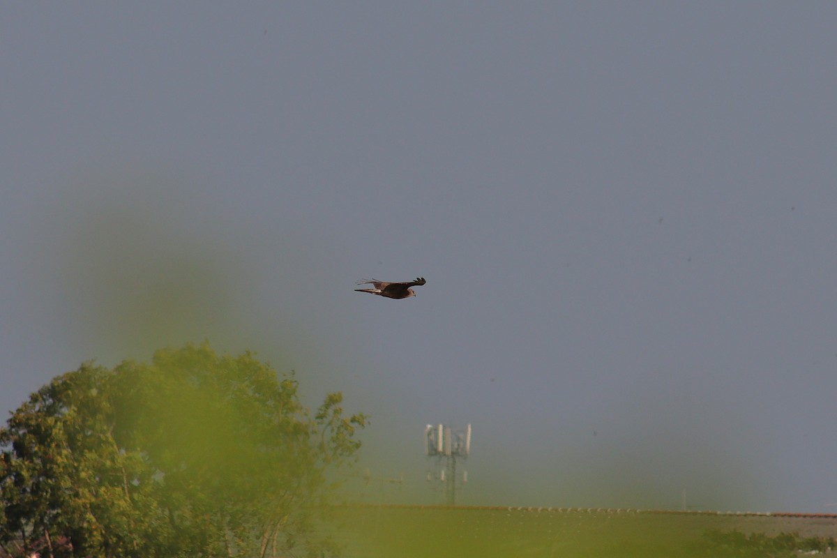 Eastern Marsh Harrier - ML630118631