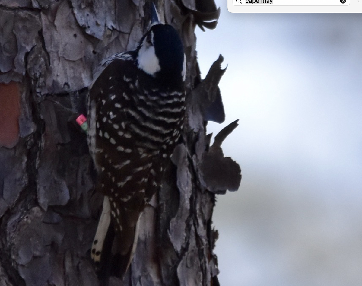Red-cockaded Woodpecker - ML630118634