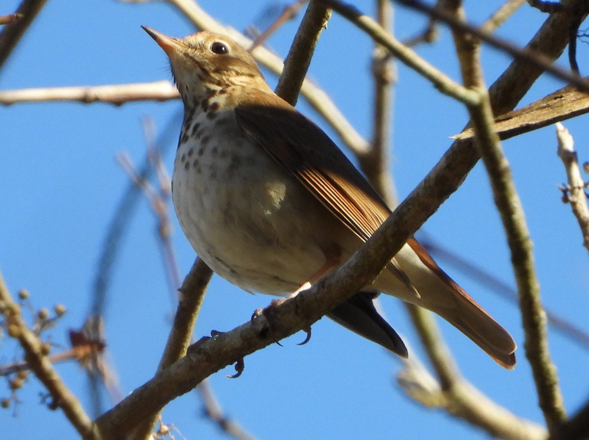 Hermit Thrush - ML630118640