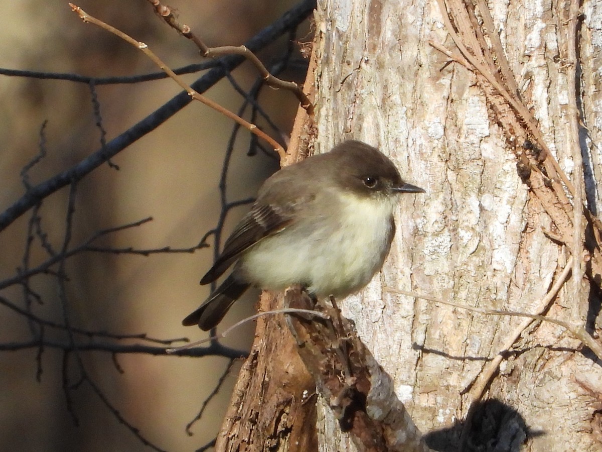 Eastern Phoebe - ML630118660