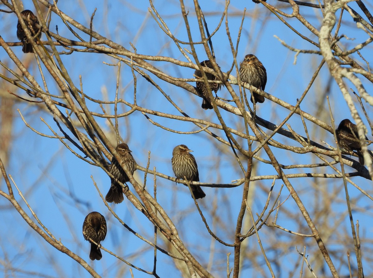 Red-winged Blackbird - ML630118711
