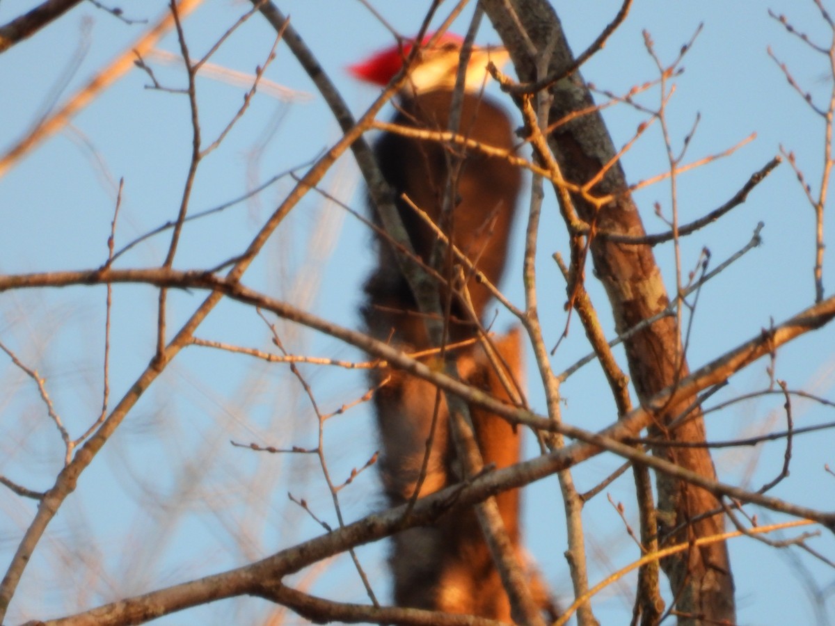 Pileated Woodpecker - ML630118782