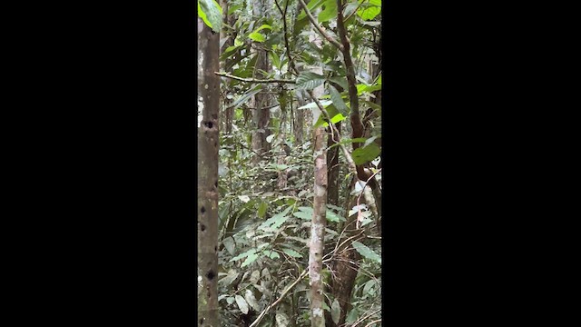 Andean Laniisoma - ML630118790