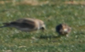 Lapland Longspur - ML630118820