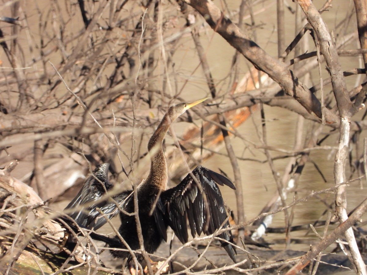 Anhinga - ML630118828