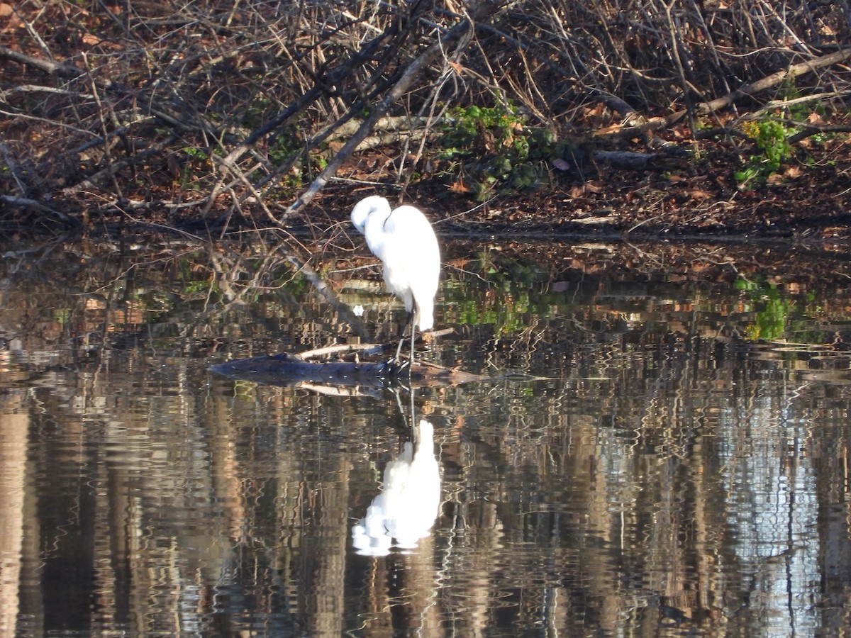 Great Egret - ML630118850