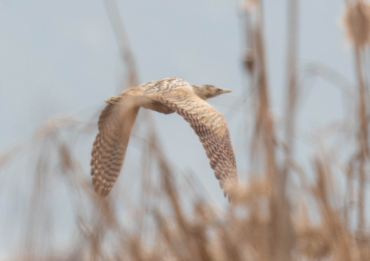 Eurasian Bittern - ML630118851