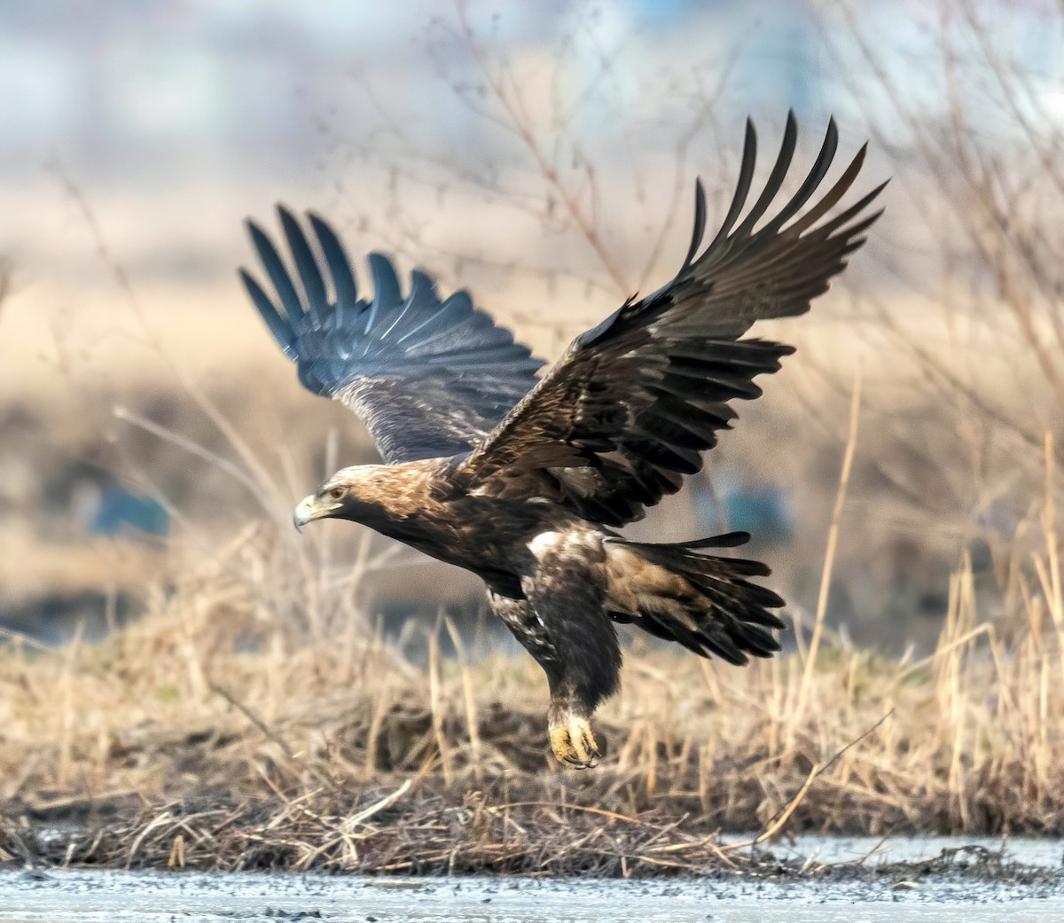 Imperial Eagle - ML630118856