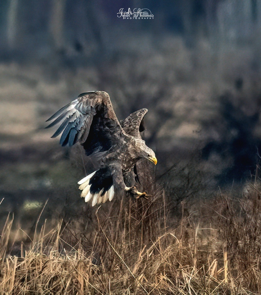 White-tailed Eagle - ML630118868