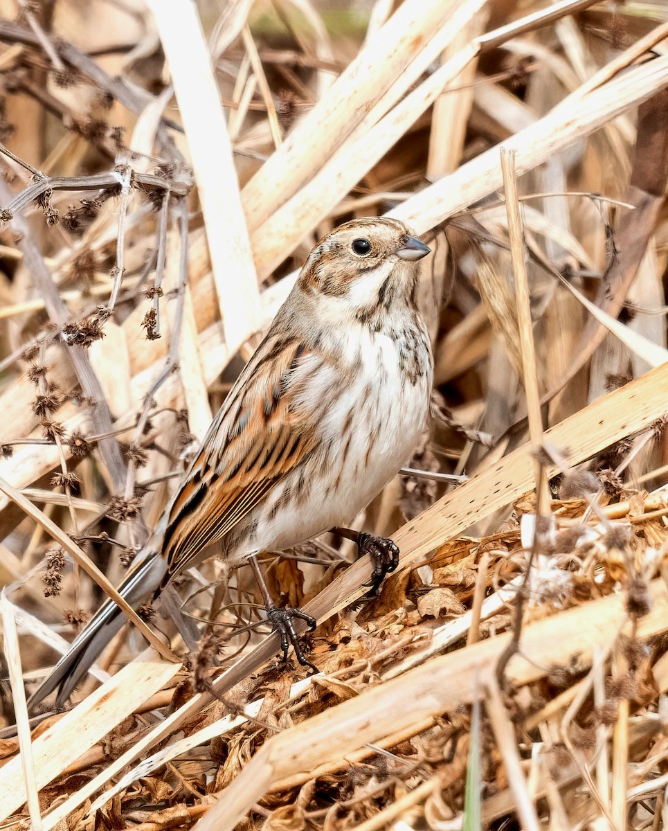 Reed Bunting - ML630118875