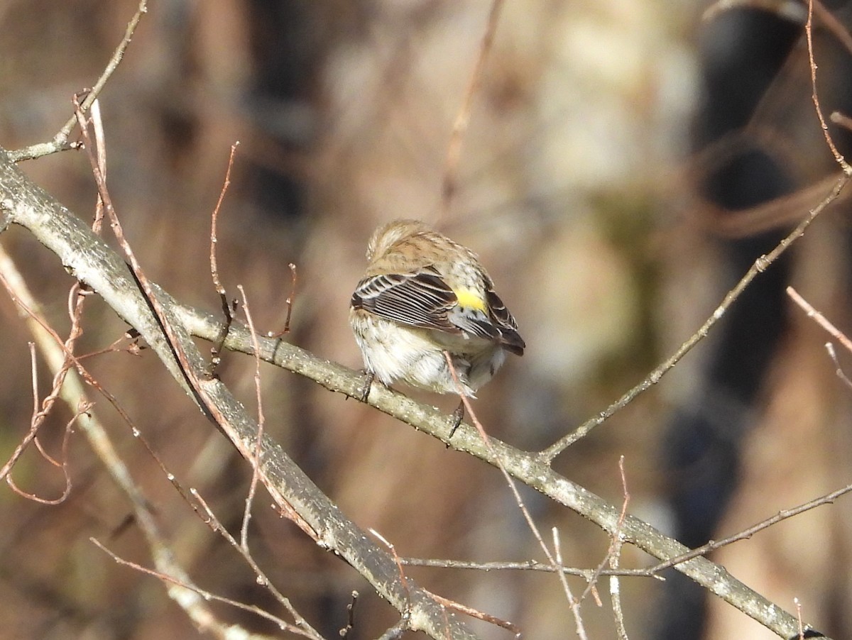 Yellow-rumped Warbler - ML630119093