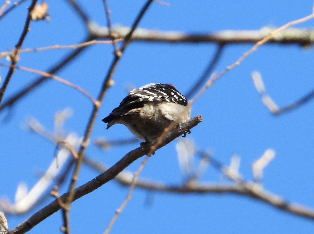 Downy Woodpecker - ML630119124