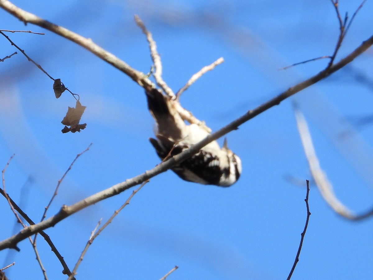 Downy Woodpecker - ML630119125