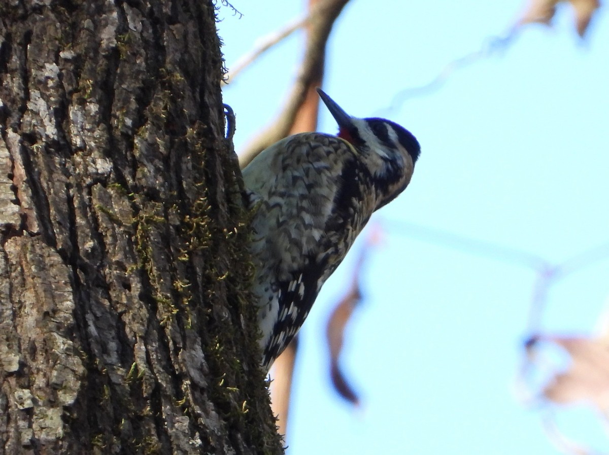 Yellow-bellied Sapsucker - ML630119278