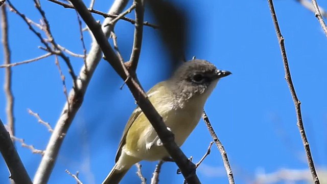 Cassin's/Blue-headed Vireo - ML630119359