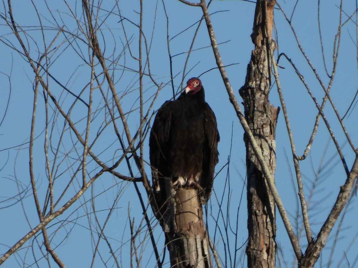 Turkey Vulture - ML630119378