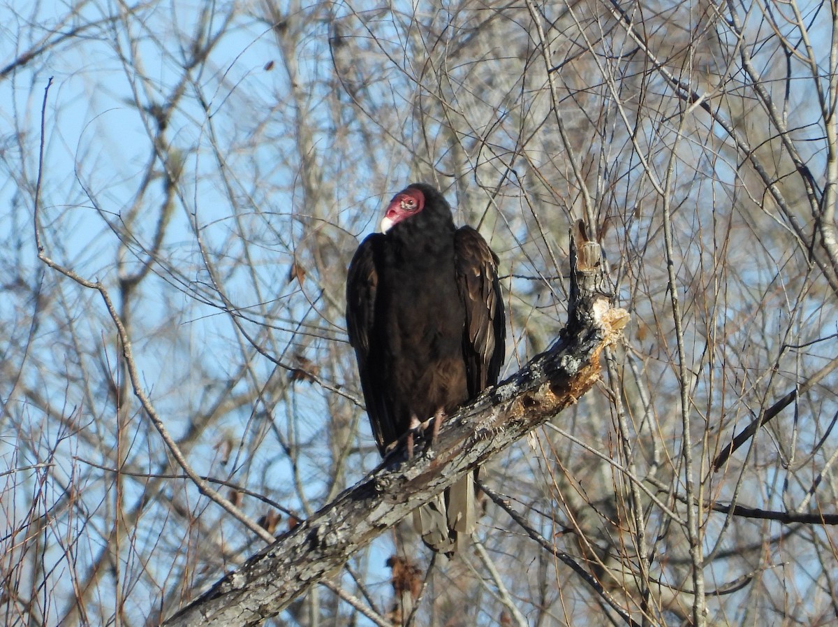Turkey Vulture - ML630119379