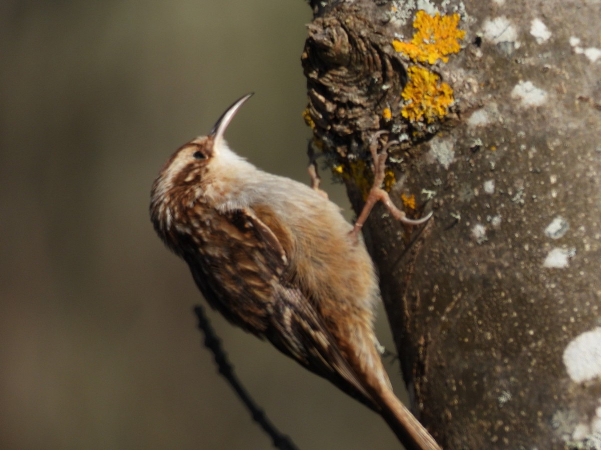 Short-toed Treecreeper - ML630119394