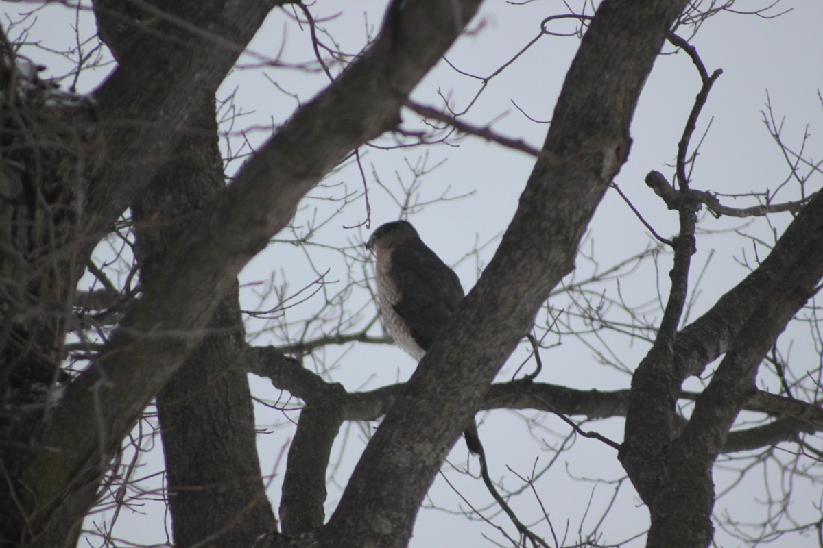 Cooper's Hawk - ML630119449