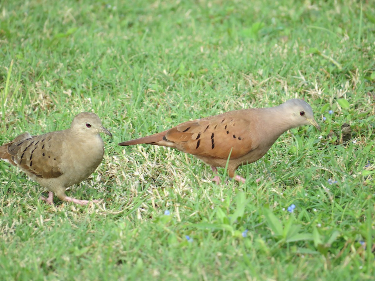 eBird Checklist - 3 Feb 2025 - Belize City--San Cas Park & Baron Bliss ...