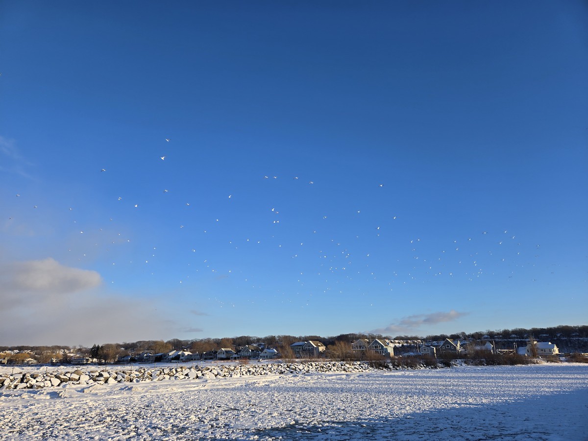 Ring-billed Gull - ML630119561