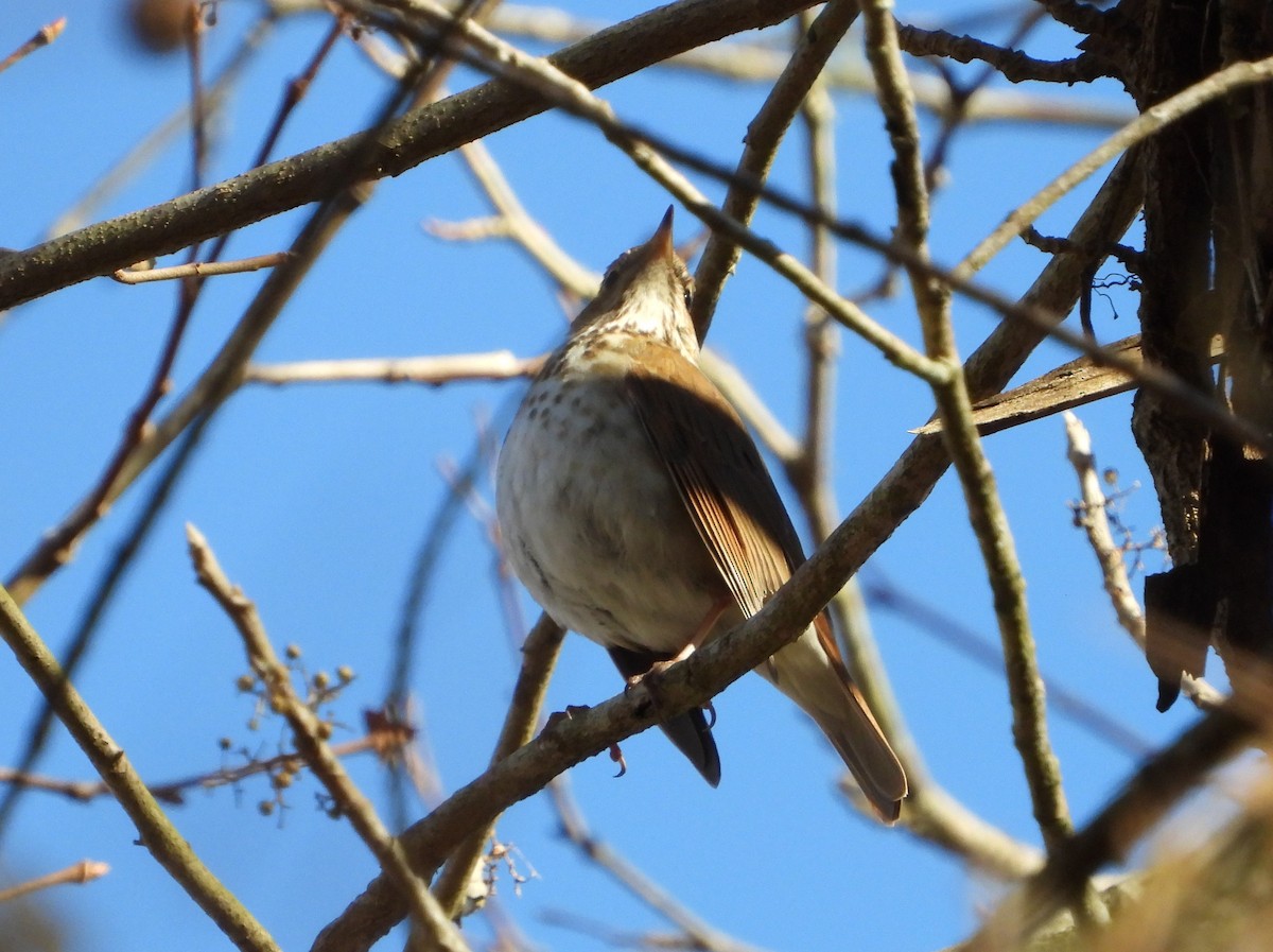 Hermit Thrush - ML630119563